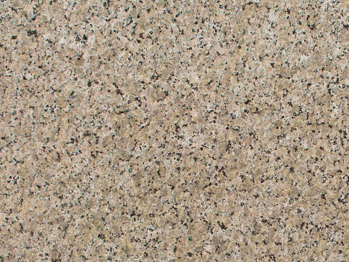 Beige Butterfly